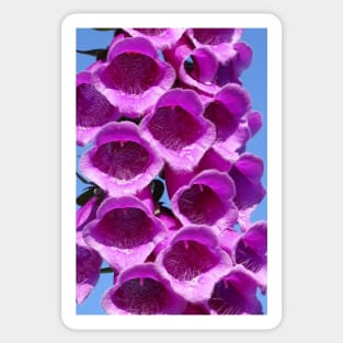 Foxglove Sticker